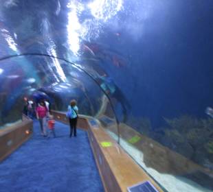 Aquarium / Oceanongrafic