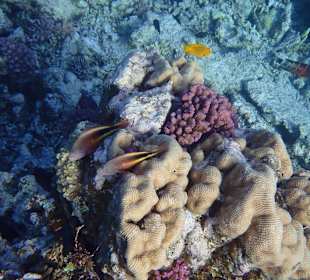 Vielfaltiges Hauriff