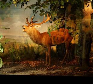 Vogel-und Jagdtierkunde