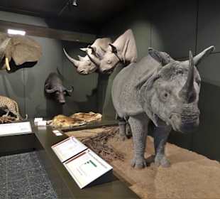 Rundgang durch das Zoologische Museum