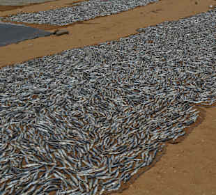 Riesige Fischfelder zum Trocknen ausgelegt