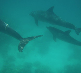 Delfinausflug mit Mo 15.06.2016