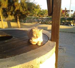 Überall Katzen vor den Notels am Strandweg
