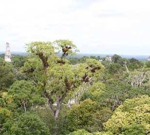 Tikal