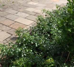 Historische Stadtmauer