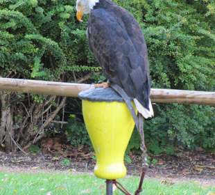 Flugshow Falkenhof Augustusburg