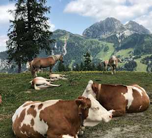 Wandern Hermagor - Pressegger See