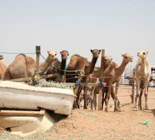 Kamelmarkt von Al Ain