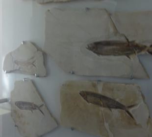 Jura-Museum