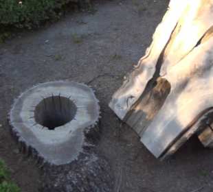 Real Jardín Botánico de Madrid