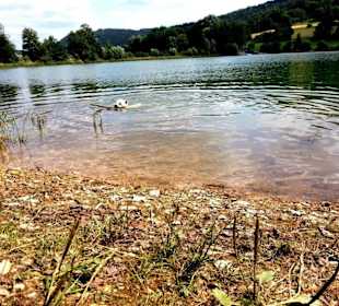 Badespass für Hunde