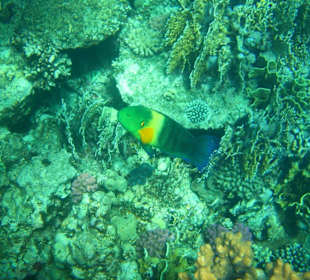 Beim Schnorcheln am Korallenriff