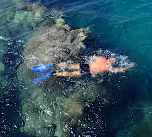 Schnorcheln am Hausriff