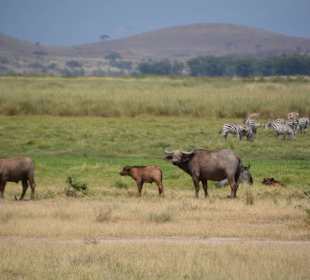 Wasserbüffel - Familie im Juni