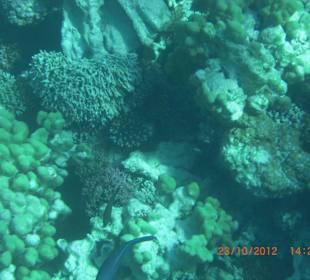 Подводный мир возле отеля