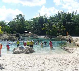 Der Schnorchelbereich mit Fischen