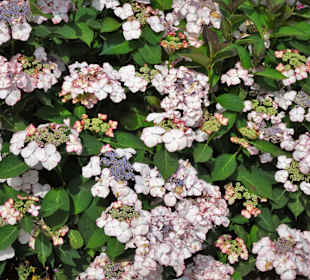 Hortensienblüte im Park der Gärten