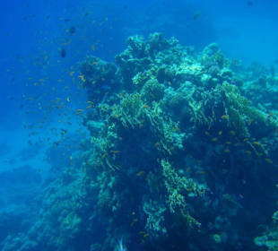 Ein wahres Schnorchelparadies