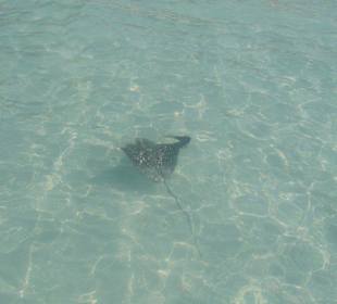 Stachelrochen am Strand