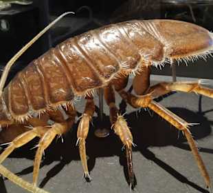 Vergrößerte Tierwelt