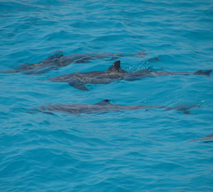 Delphin