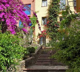 Frühling in der Altstadt von Collioure