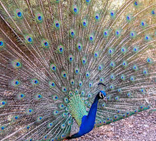 Pfau mit Rad