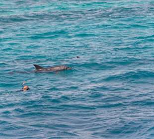 Delfinausflug