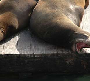 Sea Lions am Pier 39