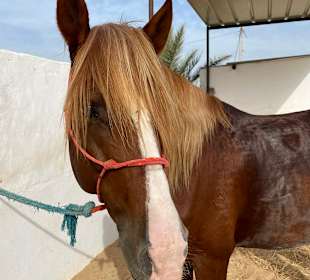 Ein tolles Pferd März 2026