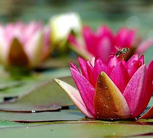 Bad Oeynhausen- Aqua Magica Park