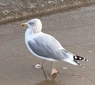Strand Sellin auf Rügen
