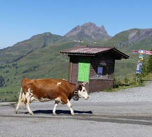 An der großen Scheidegg