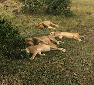 Geführte Touren Azaria Tours & Safaris