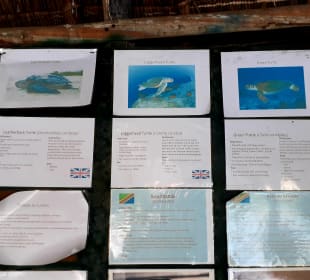 Mnarani Marine Schildkröten Conservation