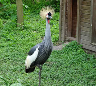 Rundgang durch den Tierpark Petermoor