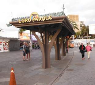 Abfahrt zum Loro Park