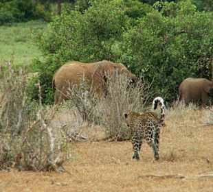 Leopard in Tsavo East