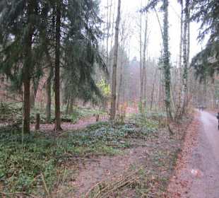 Waldbasar in Dudenhofen