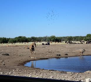 Etosha