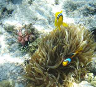Zauberhafte Unterwasserwelt in Hurghada
