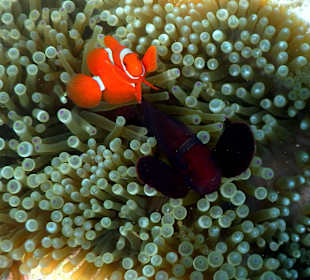 Allseits beliebte "Nemos"