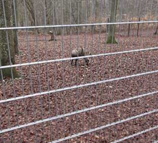 Wildpark Eichert