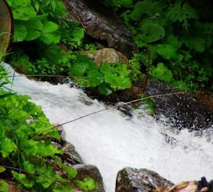 Der Plöckenpass 06-2011