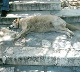 Cane nel partenone