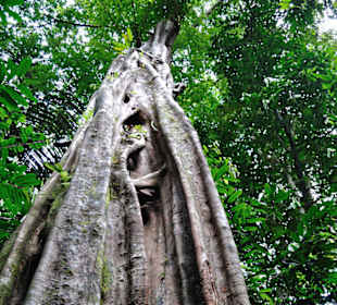 Tiger Cave Tempel (Wat Tham Sua)
