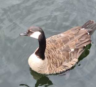 Wasservögel 