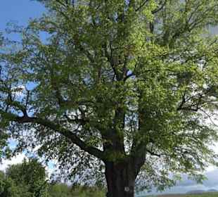 Naturdenkmal Klafertlinde