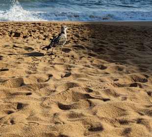 Praia de Nossa Senhora da Rocha