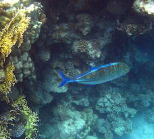 Blauflossen-Stachelmakrele